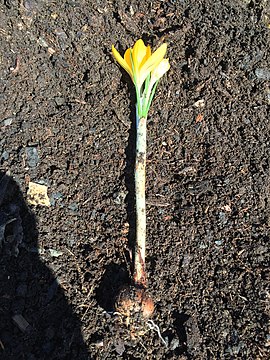 Photograph of whole crocus plant from roots to flower