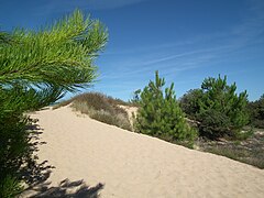 Sand dune on the Île d'Oléron in Charente-Maritime