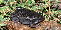 Eastern narrow-mouth toad, (Gastrophryne carolinensis) in Liberty County