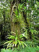 Epiphytes can grow on the trunks of trees or sometimes in the canopy of a tree