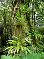 Image 15Rich rainforest habitat in Dominica (from Habitat)