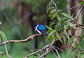 Forest kingfisher about to dive for food – Fogg Dam – Middle Point – Northern Territory – Australia