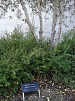 Baum auf den Namen von Gertruda Babilińska im Garten der Gerechten unter den Völkern, Yad Vashem