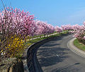 Almond blossom in Gimmeldingen