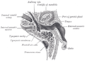 Frontal section through left ear; upper half of section