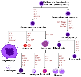 Hematopoietic growth factors. Attribution-Share Alike 3.0 Unported licensing, attributed to A. Rad and Mikael Häggström
