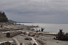 A sandy beach on an overcast day, with people fishing and wandering about. Pieces of driftwood litter the beach, but have been cleared away near the water.