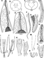 Philometra protonibeae (Nematoda, Philometridae)