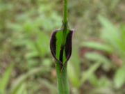 The flower of Pinellia ternata, the Inflorescence