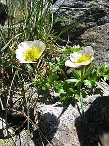 Glacier buttercup Ranunculus glacialis