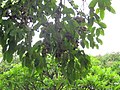 Ripe jamun fruits