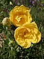 ‘Persiana’ (oder ‘Persian Yellow’), Rosa foetida, vor 1837
