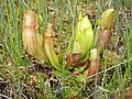 Image 41Carnivorous plants, such as this Sarracenia purpurea pitcher plant of the eastern seaboard of North America, are often found in bogs. Capturing insects provides nitrogen and phosphorus, which are usually scarce in such conditions. (from Bog)