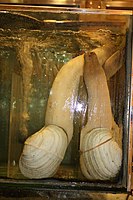 Seafood geoduck display in a Chinese restaurant in Hong Kong
