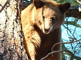 A black bear in Cibola National Forest. Photo: US Forest Service.