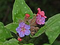 Close-up on flowers of Pulmonaria officinalis