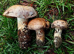 Muddy cream-brown mushrooms lying on grass