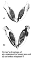 Image 16A drawing comparing jaws was added in 1799 when Cuvier's 1796 presentation on living and fossil elephants was published. (from History of paleontology)