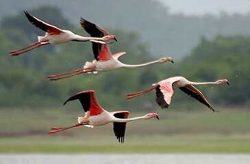 Greater pink flamingoes in flight over Pocharam Lake in Andhra Pradesh, India.
