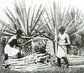 Henequen being harvested in 1922 for pulp to make paper.