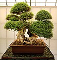 U. parvifolia bonsai, multitrunk style, about 100 years old