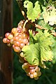 Muscat Rose grapes with small berries Rs