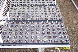 Seedlings in a plug tray.
