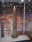Sword of Ommerschans, Netherlands, c. 1500 BC. Length: 68.3 cm, weight: 2.8 kg