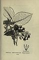 U. racemosa [:U. thomasii] diagnostic illustration (1900)
