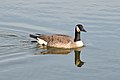 Image 34A Canada goose (Branta canadensis) swimming in Palatine. Photo credit: Joe Ravi (from Portal:Illinois/Selected picture)