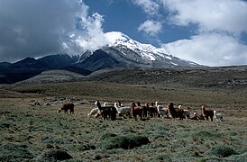 Alpacas vor dem Chimborazo