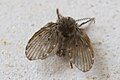 Clogmia albipunctata, a moth fly