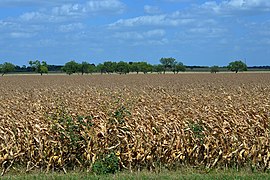 Farmland in the Blackland Prairie region seen from Highway 123, Guadalupe County, Texas, USA (9 July 2020)