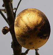 Oak apple gall on Garry oak (Quercus garryana)