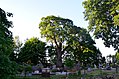 Griniai oak tree in the cemetery