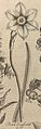 N. poeticus, Thomas Hale, Eden: Or, a Compleat Body of Gardening 1757