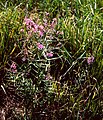 Ruten-Blutweiderich (Lythrum virgatum)