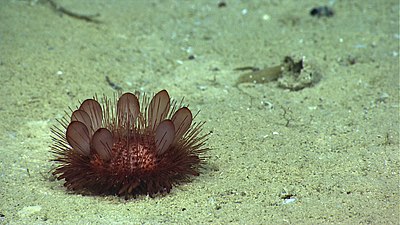 Photo by NOAA, Exploring Puerto Rico's Seamounts, Trenches, and Troughs (Guayanilla)