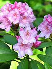 A pink rhododendron