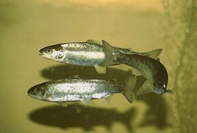 When the parr are ready for migration to the ocean, they become smolt