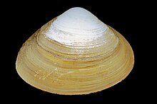 Photograph of an Atlantic surf clam, an animal with a spade-shaped off-white shell.