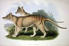Commonly known as the Tasmanian Tiger. User:Rossrs 31 January 2010