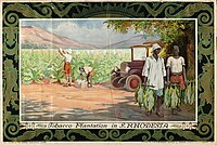 "Tobacco Plantation in S. Rhodesia" Illustration for the Empire Marketing Board (1928).