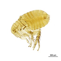 Close-up of a female slide-mounted plague flea