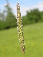 Meadow foxtail (Alopecurus pratensis) spikelet
