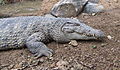 Image 8New Guinea crocodile (from New Guinea)