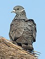 white-collared pigeon