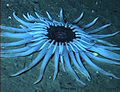 Deep sea anemone on Blake Ridge