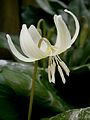 Erythronium 'White Beauty' flower