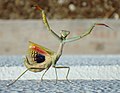An adult female Mediterranean mantis, Iris oratoria, in threat pose